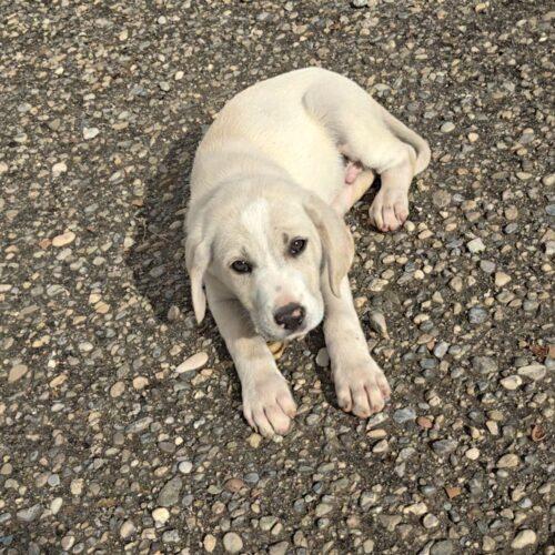 Pumba - Maschio  - 2 Mesi (Nato Indicativamente Il 15 Agosto 2025)  - Meticcio - Taglia: Medio Contenuta  